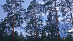 как вырастить кедр из орешка