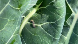 Гусеницы на капусте, как безопасно избавиться