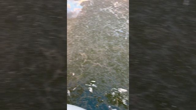 russia 2024 youtubeshorts рыбалка природа озеро asmr nature beautiful красота весна