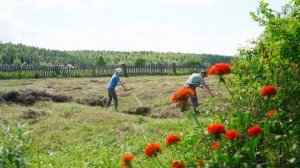 ОДИН ДЕНЬ В ДЕРЕВНЕ | ЗАГОТОВКА СЕНА И СУШИЛКИ ДЛЯ ИВАН ЧАЯ