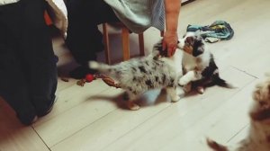 Первые знакомства аусси с собаками(4 месяца)