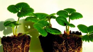 Финская клубника из семян. По - взрослому и надежно.