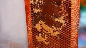 ДЕРЕВЕНСКОЕ ЗОЛОТО, В КОТОРОЕ МОЖНО ВЛОЖИТЬ ДЕНЬГИ| ЗАПАСЫ МЕДА НА ЦЕЛУЮ ЗИМУ|НЕПРЕДСКАЗУЕМАЯ ПОГОДА