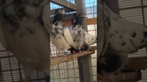 #Teddy #pakistanian #pigeons  #Тэдди #пакистанские #голуби