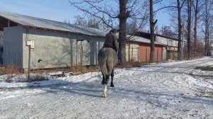 Абакандагы Байкал деген аттын баласы 2-жаштаАт сатылат Тел:+996 773 232 388 баасы 10.000$ кеми бар.