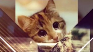 Наши милые животные
