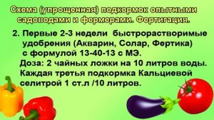 Подкормка томатов с весны до осени