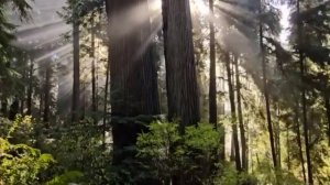 МОЩНАЯ ПРОРАБОТКА РОДА▫️СНЯТИЕ НЕГАТИВНЫХ ПРОГРАММ ▫️ ВОССТАНОВЛЕНИЕ РОДОВЫХ СВЯЗЕЙ