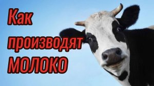 Молочная промышленность за 5 минут / производство Молока /как изготавливают Молоко (Роман Милованов)