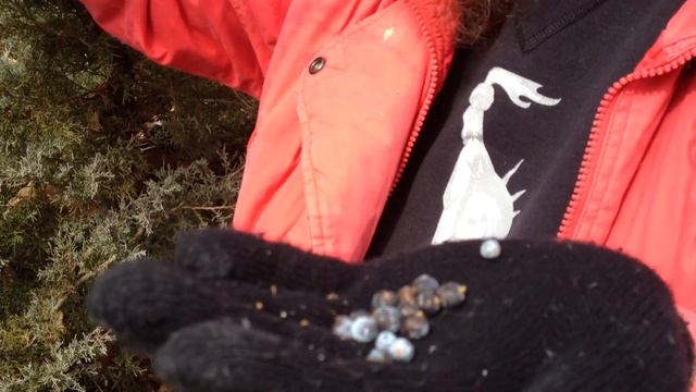 Juniper Berry Harvest March 2013 смотреть онлайн