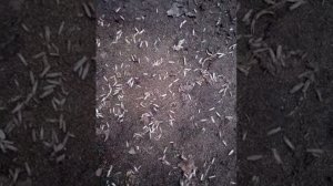 Как размножаеться моль за щитаные секунды！