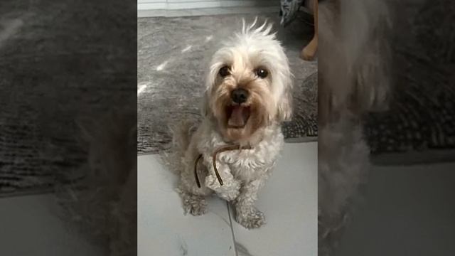 Мой пес поет песню