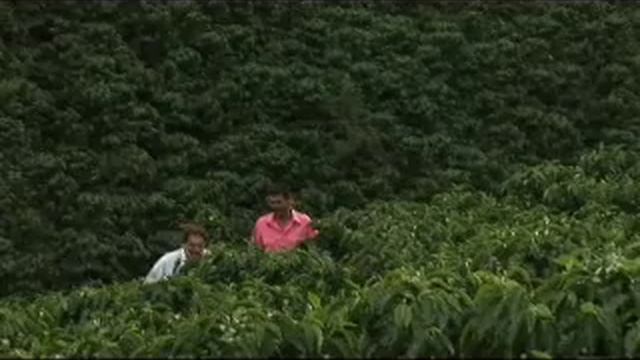 Natibo, documental Elección de Nuevo Juan Valdez смотреть онлайн