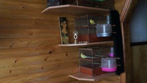 из жизни одной овсянки