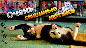 😹 10 минут смеха /Смешные коты / /Лучшие приколы с котами🐈