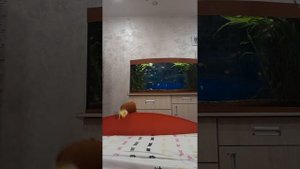 хренобус готовит пельмени 🥟 @от БЛОП ТОПА