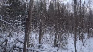 ОХОТА на ЗАЙЦА с РУССКОЙ ГОНЧЕЙ.26.11.24