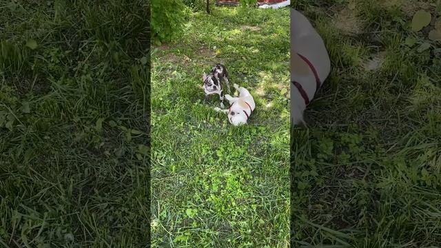 Two French bulldogs playing #shorts | два французских бульдога играют