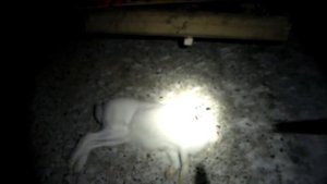 Ночная охота на зайца!