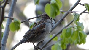 Воробышек "поет"