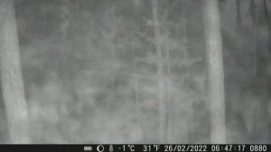 Фотоловушка Suntek HC 900 A, таймлапс Зима из 1758 фотографий за одну минуту.Time lapse.