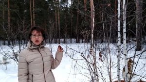 Зимний лес - природная аптека. Энергетические особенности растений