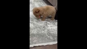 Мальтипу Лео о переезде в семью