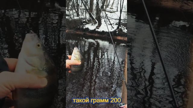 #мормышинг | Толстый окунь |