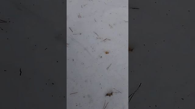 Глухариный ток. Поиск тока смотреть онлайн