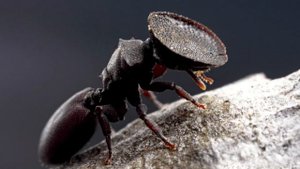 Топ 5 самых интересных видов муравьев