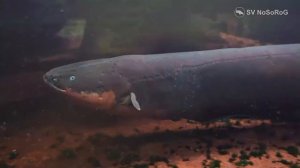 Сколько лет может прожить Электрический угорь (Electric eel) — Electrophorus electricus ?