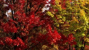 «ЭЙ ОВЦА, НЕ ЗАБЫЛА? СЕГОДНЯ ПОСЛЕДНИЙ ДЕНЬ ОПЛАТЫ АРЕНДЫ, У МЕНЯ ДЕНЕГ НЕТ, ОПЛАТИШЬ»