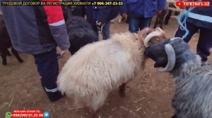 ТУРТКУЛЬ КУЙ БОЗОР НАРХЛАРИ 19.01.2025