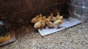 Содержание гусят, поилка, кормушка, помещение.