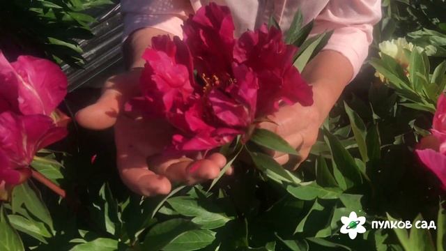 Watermelon wine peony Уотермелон Уайн пион. Пулков сад (2022 г) смотреть онлайн