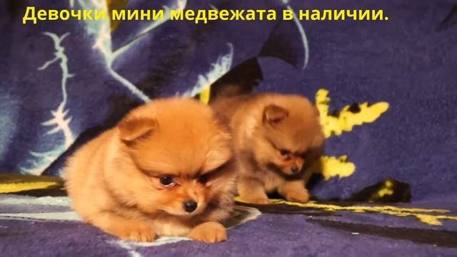 ДЕВОЧКИ МИНИ МЕДВЕЖАТА.