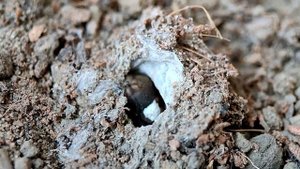 Паук Atypus muralis. Опыт содержания дома