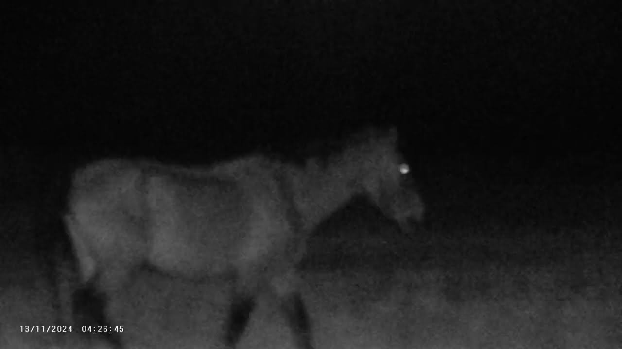 Ночь 13.11.2024 ЧТО ДЕЛАТЬ? : ЛПХ В ОПАСНОСТИ смотреть онлайн