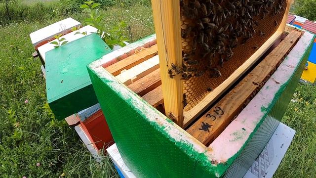 Головний медозбір, Отводок на три рамки/Бджільництво 2021 смотреть онлайн