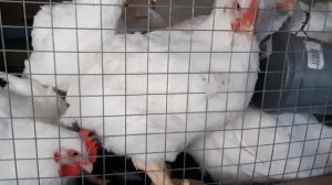 Бешеный рост Бройлера КОББ 500 РОС 308