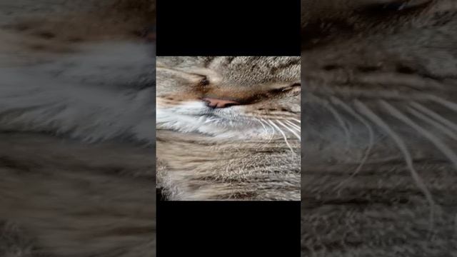 когда ты солидный дикий кот,но молоко на губах не обсохло