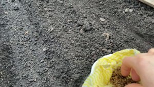 Посейте так морковь, УРОЖАЙ БУДЕТ ОТЛИЧНЫЙ!