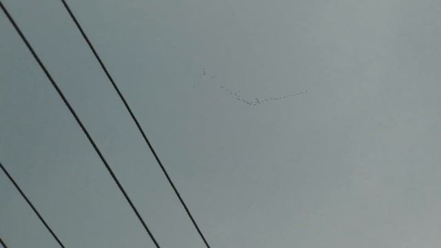 Журавли прилетели! Весна пришла 2017 смотреть онлайн