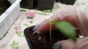 Перцы, посадка в январе👍