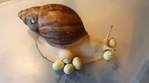 ЗАБОТЛИВАЯ  МАМОЧКА. АРХАХАТИНА  МАРГИНАТА  ОВУМ. 14.08.2022г