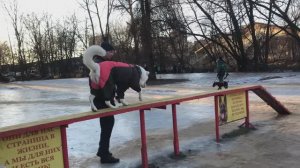 Кинологическая площадка!
