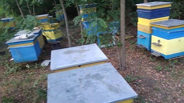 Пчеловодство.Воровство на пасеке.