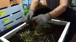 Дендробена. Сравнение зелёного корма. По просьбе подписчиков.