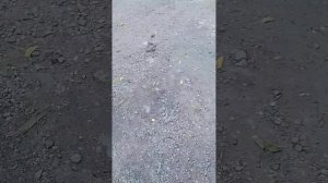 порвали канавокопатель