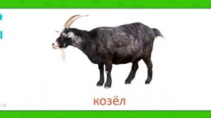 Карточки Домана Звуки Домашние животные